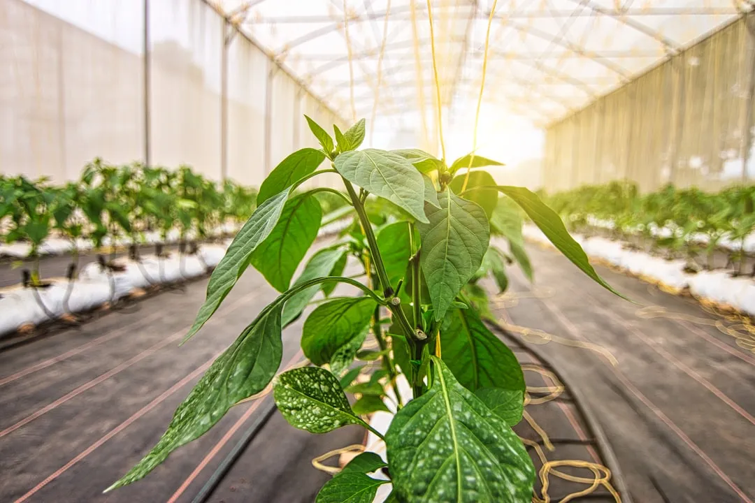 木制家居装饰品表面处理技术对比：漆艺与木蜡油的应用差异